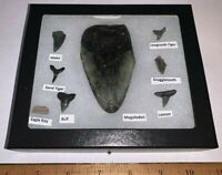 Beginner Labeled Megalodon Era Fossil Shark Teeth Collection in a Riker Mount!