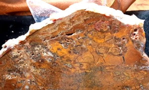 Tempskya Fossil Farnplatte - Old Stock - 2 Stück - insgesamt 83g - Oregon - Bild 1 von 12