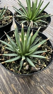 Agave albopilosa Rare Plant - Picture 1 of 4