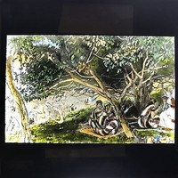 Antique Magic Lantern Glass Slide Photo Nathaniel Under The Fig Tree