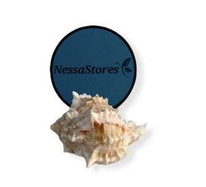 Pink Murex Phyllonotus erythrostomu Ermitaño Cangrejo Sea Shell 2" - 3" (1 pieza) #JC-039 - Imagen 1 de 6