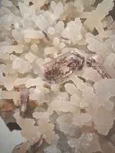 Beeindruckender korallenartiger Chaledon mit Heulanditklingen Indien - Bild 1 von 3