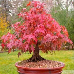 Red Japanese Maple, Acer (Palmatum atropurpureum) 20 Tree Seeds Bonsai - Picture 1 of 3