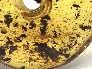 Amber Pendant Donut Insect Gift Baltic Amber Doughnut Hole Insects 10,7g 9942 - Picture 1 of 24