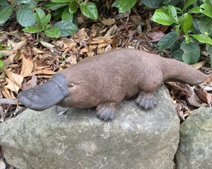 Estatua de ornitorrinco adorno animal concreto cemento jardín hecho en australiano grande Brn - Imagen 1 de 5