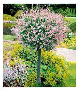 Salix-Stämmchen "Hakuro Nishiki",1 Pflanze - Bild 1 von 3