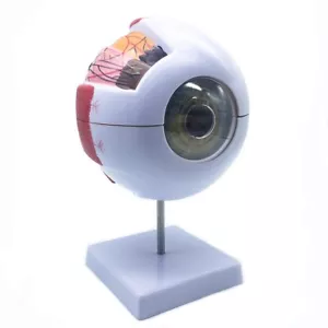 6X menschliches Auge anatomisches Modell genaue Augenanatomie für Wissenschaft Display Unterricht - Bild 1 von 7