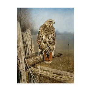 Trademark Fine Art Red Tailed Hawk by Rusty Frentner, 24x32-Inch Wall Art - P... - Picture 1 of 6