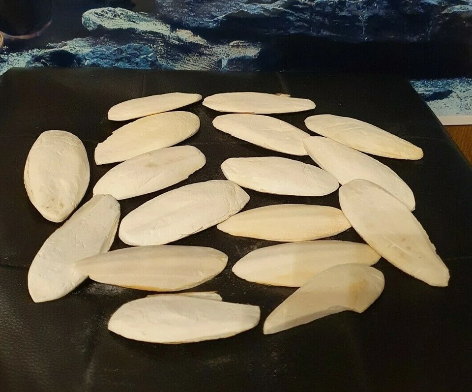 5 Sepiaschalen ca. 7-12cm - Sepia Pickstein Schnabel Vögel & Reptilien Futter - Bild 1 von 1