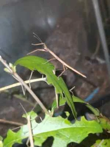 20 Indian stick insects Nymphs, laboratory, phasmids, mantis feeder food - Picture 1 of 1
