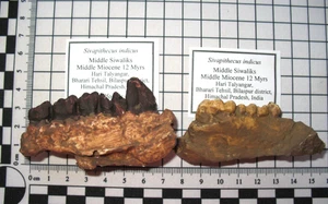 Plastic resin fossil cast Hominid evolution pair of Sivapithicus indicus jaws - Picture 1 of 3