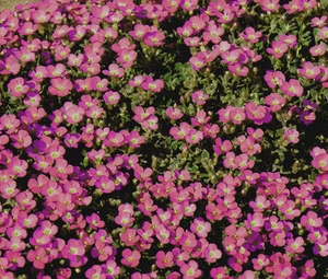 GEMA AUBRIETA ROCK CRESS WHITEWELL Aubrieta híbrida - 550 semillas a granel - Imagen 1 de 1