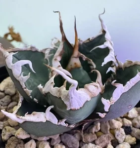 Pot 7cm Rare plant Agave titanota werewolf WYSIWYG Boutique - Picture 1 of 3