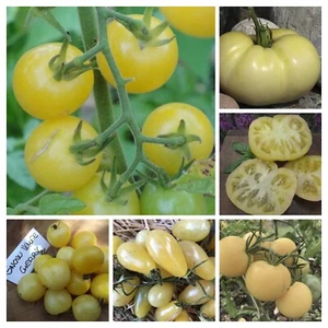 MISCELA SEMI POMODORO BIANCO 20+ semi - Tomato Seeds Mix P 604 - Foto 1 di 1