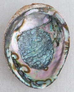 Red Abalone Shell Beautiful Muscle Scar Like Chinese Reishi Mushroom Cloud Wave - Picture 1 of 8