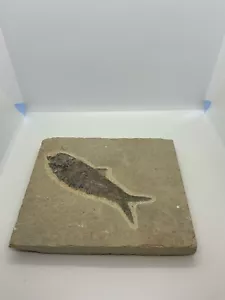 More details for fish fossil -  fish fossil prehistoric