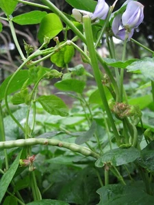 COW PEA SEEDS VIGNA UNGUICULATA ANIMAL FODDER FEED LIVESTOCK SHEEP POULTRY PETS - Picture 1 of 5