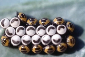 Vintage 35mm Color Photo Slide 1981 Abstract Close up Harlequin Bug Insect - Picture 1 of 1