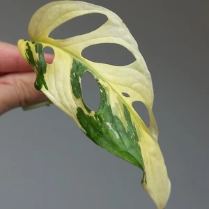 Monstera Adansonii Albo Archipelago HIGHLY Variegated 1-LEAF Cutting, Rooting A3 - Picture 1 of 8