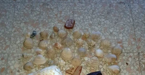 80er - 30 KLEINE NATURMUSCHELN - Bild 1 von 2