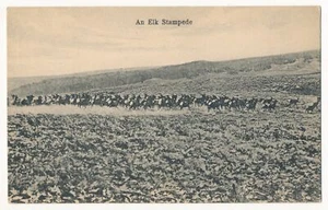 Estampida de un alce - Postal de L. E. Webster ca.1910 - Imagen 1 de 2