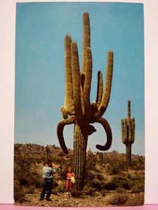 Arizona Giant Saguaro Cactus planta del desierto - Imagen 1 de 2