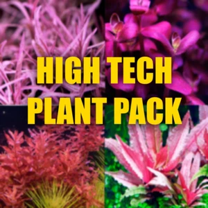 $30 High tech Aquarium plant package filled with fresh organically grown plants - Picture 1 of 6