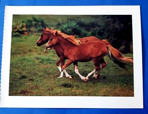 Postcard 2 New Forest Ponies Horses Robert Maier - Picture 1 of 2