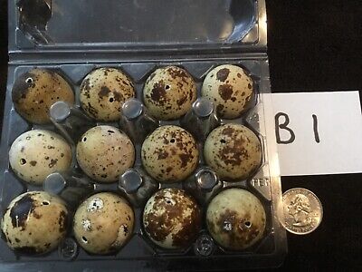 12 Blown Out Real Natural Color Coturnix Quail Eggs One Hole Easter Crafts B1 • 18.98€