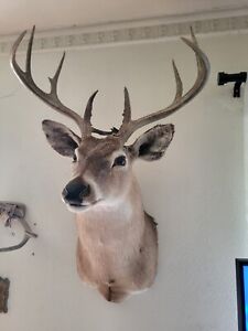 10-Point White Tail Deer Shoulder Mount Taxidermy CLEAN - no fur loss
