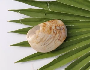 fossile Muschel Versteinerung MM001 Madagaskar Fossil - Bild 1 von 2
