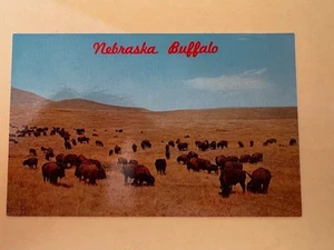 Postcard: Nebraska Buffalo color photo unposted - Picture 1 of 2