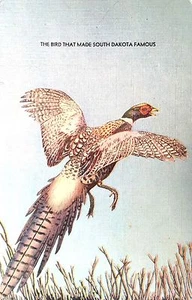 Vintage Postkarte des Vogels, der South Dakota berühmt machte: Fasane 8089 - Bild 1 von 1