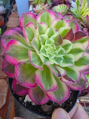 Imported  sequence aeonium  succulent 1pc - Image 1 of 3