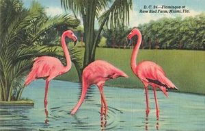 Miami, Florida Postcard Flamingos Rare Bird Farm c 1940 U6 - Picture 1 of 2