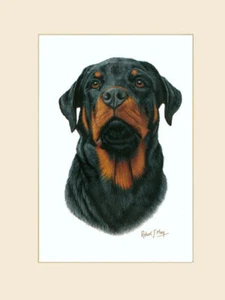Original Rottweiler Painting by Robert J. May - Picture 1 of 1