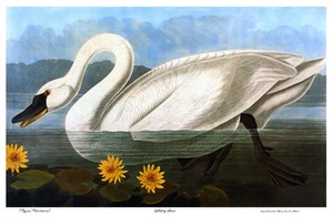 Audubon Whistling Swan 30x44 Hand Numbered Edition Fine Art Print - Picture 1 of 1