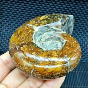 266g Natural chrysanthemum conch specimens from Madagascar  U770 - Picture 1 of 12