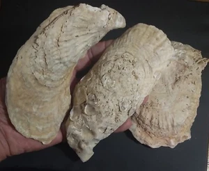 Florida Native Indian Artifacts Midden Recoveries Lot of 3 Ancient Oyster Shells - Picture 1 of 3