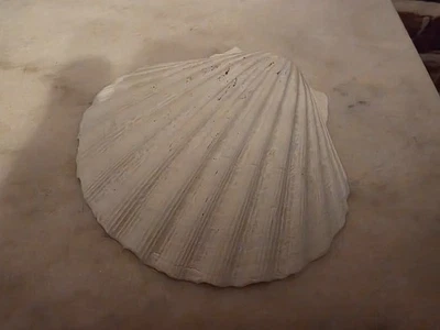 Tank-aquarium scallop shell flat white decorative lightweight piece - Image 1 of 2