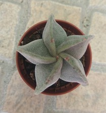 ASTROPHYTUM A011 planta suculenta Succulent con raiz