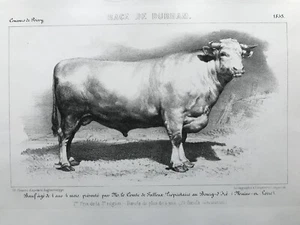 Estampado antiguo 1853; A Durham Bull - Imagen 1 de 2
