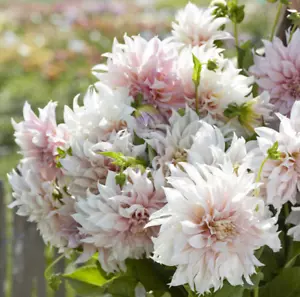 Size # 1 Clump Creamy White ‘Café au Lait’ Dinnerplate Dahlia Flower Tuber - Picture 1 of 6