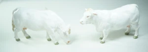 Gran Bretaña Vintage Granja Granja Granja Animal Detalle 1:32 2x Charolais Ganado Vaca Blanco - Imagen 1 de 11