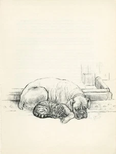 BOXER Y GATITO DURMIENDO PRECIOSO GATO PERRO K F LADRADOR IMPRESIÓN ARTÍSTICA VINTAGE AÑOS 60 - Imagen 1 de 1