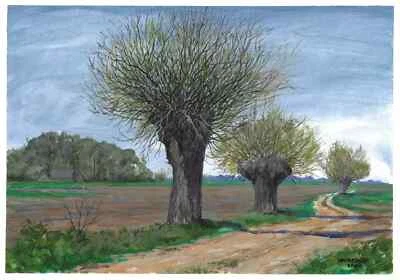 magnifiques saules têtards centenaires   A3   aquarelle paysage moderne - Photo 1/4