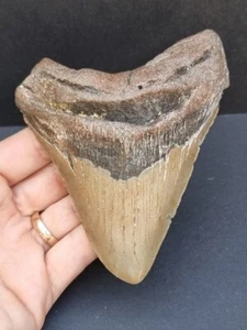 Dente largo 11,9 cm del dente di squalo megalodonte fossile - Foto 1 di 6