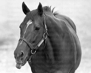 Sekretariat Belmont Stakes Siegerpferd 8x10 Foto 017 - Bild 1 von 1