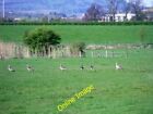 Photo 6x4 Bolfornought, gaggle of geese Braehead/NS8092 Approaching deep c2012