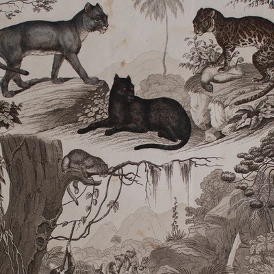 Raubkatzen Südamerika Historische Bildtafel Carl Mayer Stahlstich 19 Jhd - Bild 1 von 4